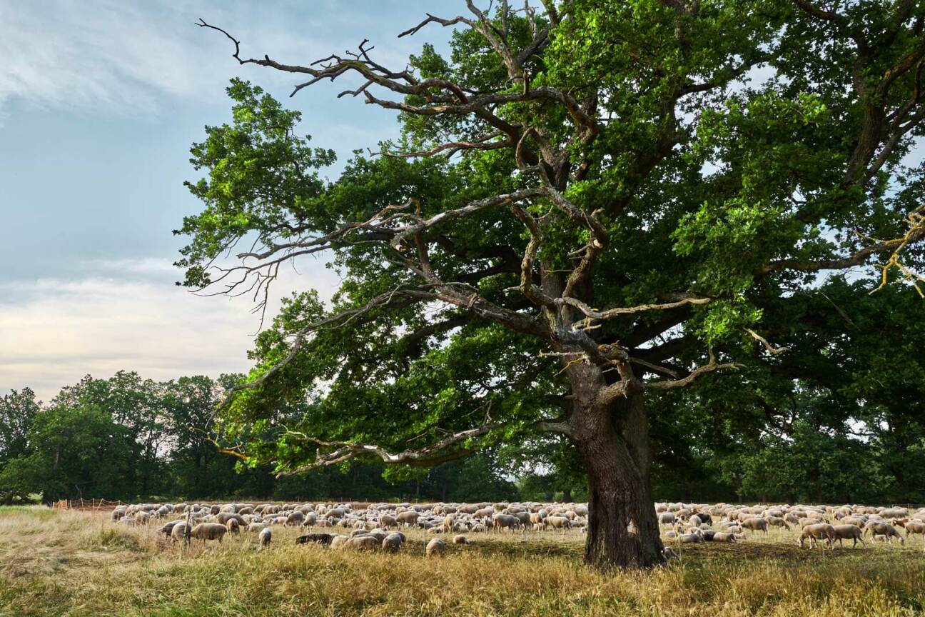 Bild © Gerhard Illig / Stadt Nürnberg / Umweltamt Hainberg, Bild © Gerhard Illig / Stadt Nürnberg / Umweltamt