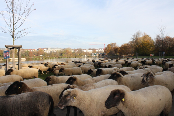 Die Schafherde bei der Norikerbucht in Nürnberg bewegt sich in Richtung Winterweideflächen.