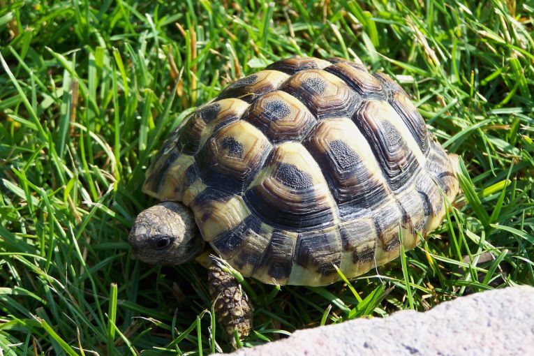 Eine griechische Landschildkröte auf Rasen