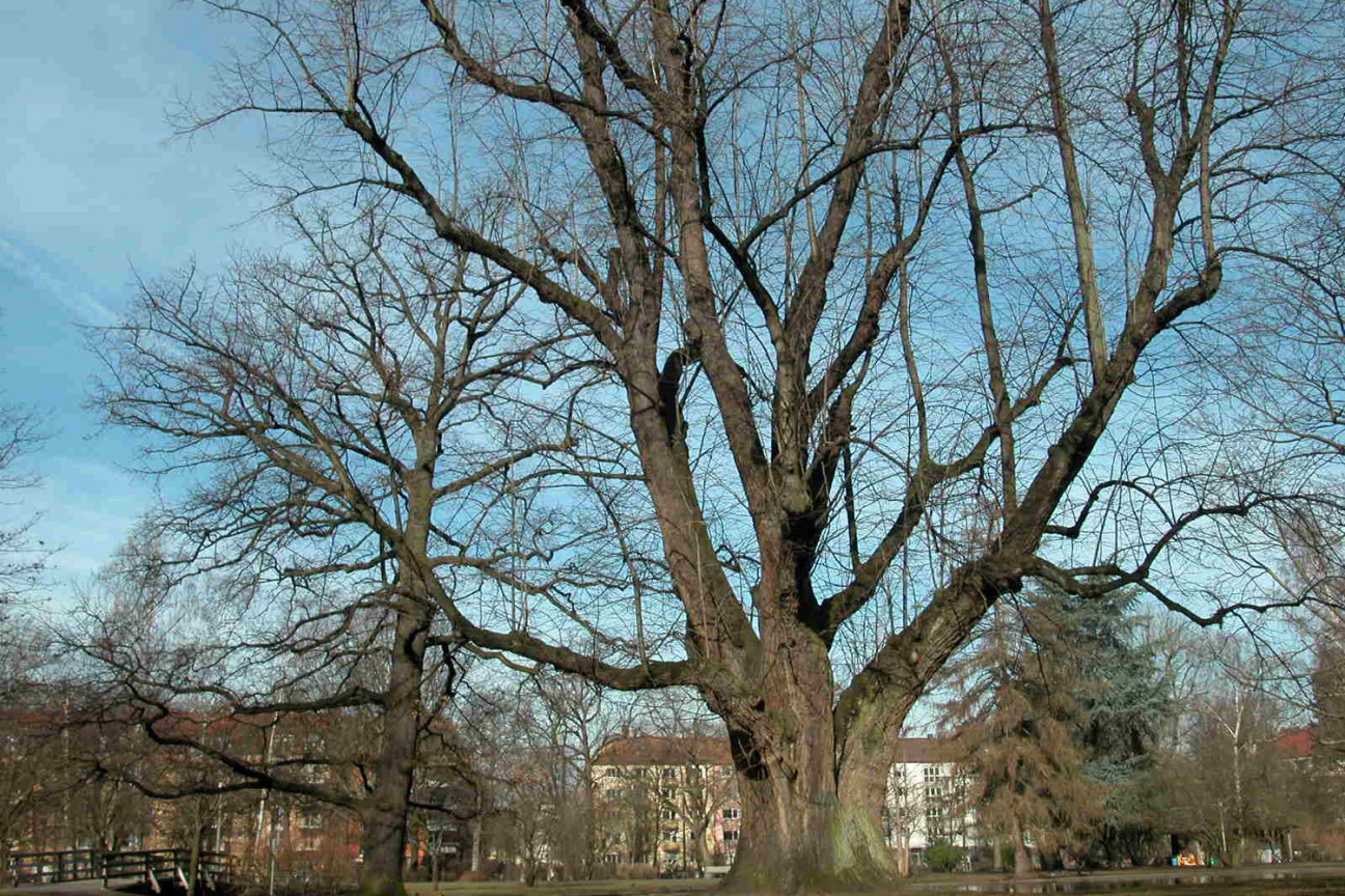 Naturdenkmal Linde im Stadtpark, Bild © Umweltamt