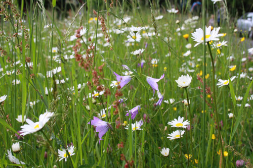 Flachlandmähwiese © Umweltamt Stadt Nürnberg