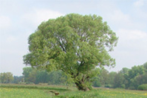 Feuchtwiese © Stadt Nürnberg / Umweltamt