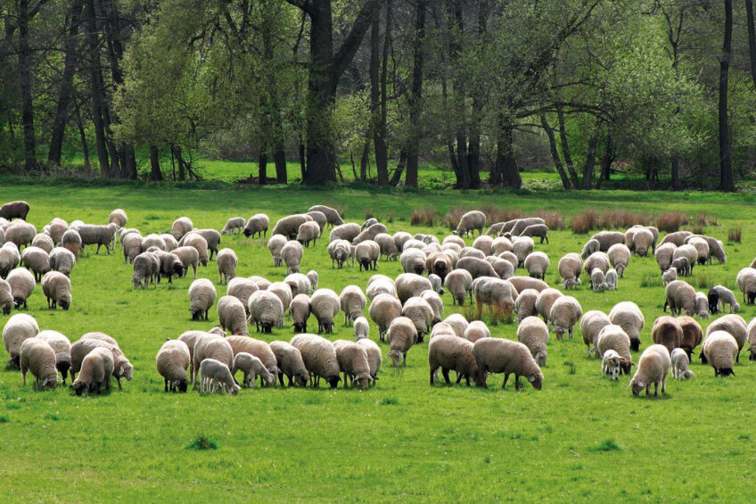 Bild © Uschi Sondermann-Dülp Schafe im Pegnitztal Ost, Bild © Uschi Sondermann-Dülp