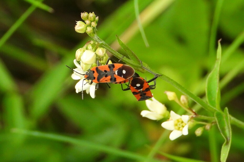 Bild © Georg Montag / dürfen veröffentlicht werden Ritterwanzen auf einem Halm an einer Blüte sitzend, Bild © Georg Montag / dürfen veröffentlicht werden