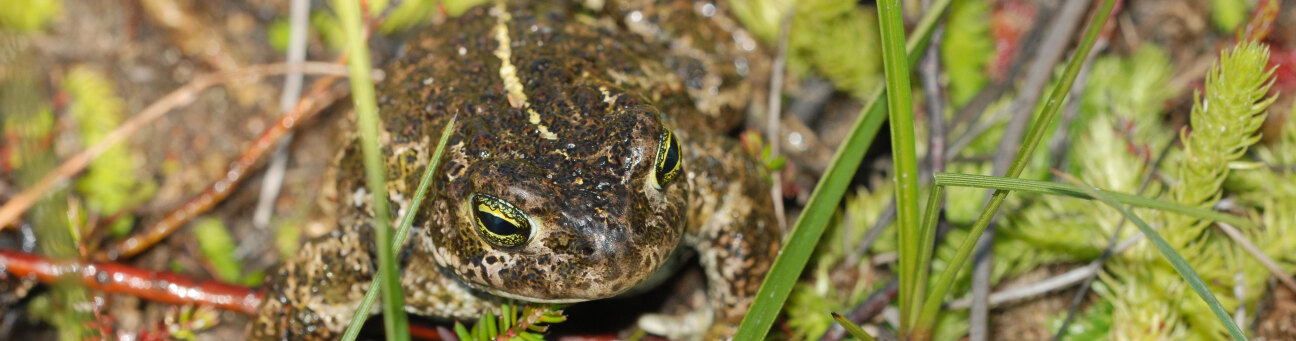 Kreuzkröte, Bild © Christof Martin / piclease