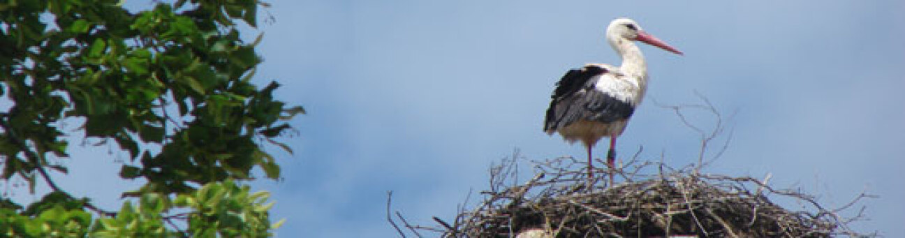 Bild © Umweltamt - Stadt Nürnberg Weißstorch, Bild © Umweltamt - Stadt Nürnberg