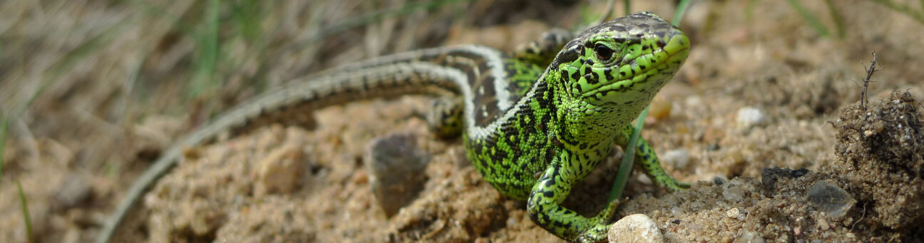 Bild © Michael Schwartze / piclease Zauneidechse, Bild © Michael Schwartze / piclease