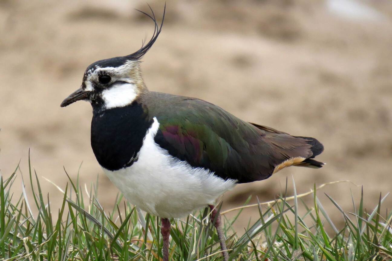 Bild © Udo Pankratius Kiebitz, Bild © Udo Pankratius