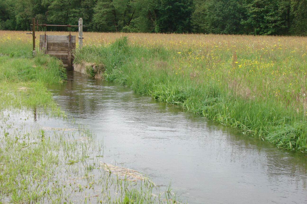 Bild © Untere Naturschutzbehörde / Stadt Nürnberg waesserwiesen_staubewaesserung, Bild © Untere Naturschutzbehörde / Stadt Nürnberg