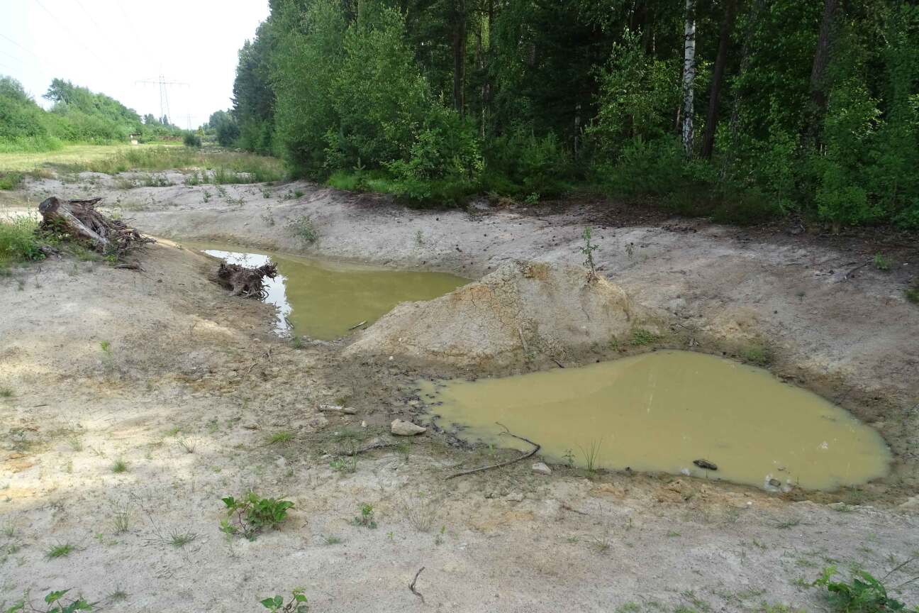 Kreuzkrötenhabitat, Bild © Landschaftspflegeverband Nürnberg e.V.