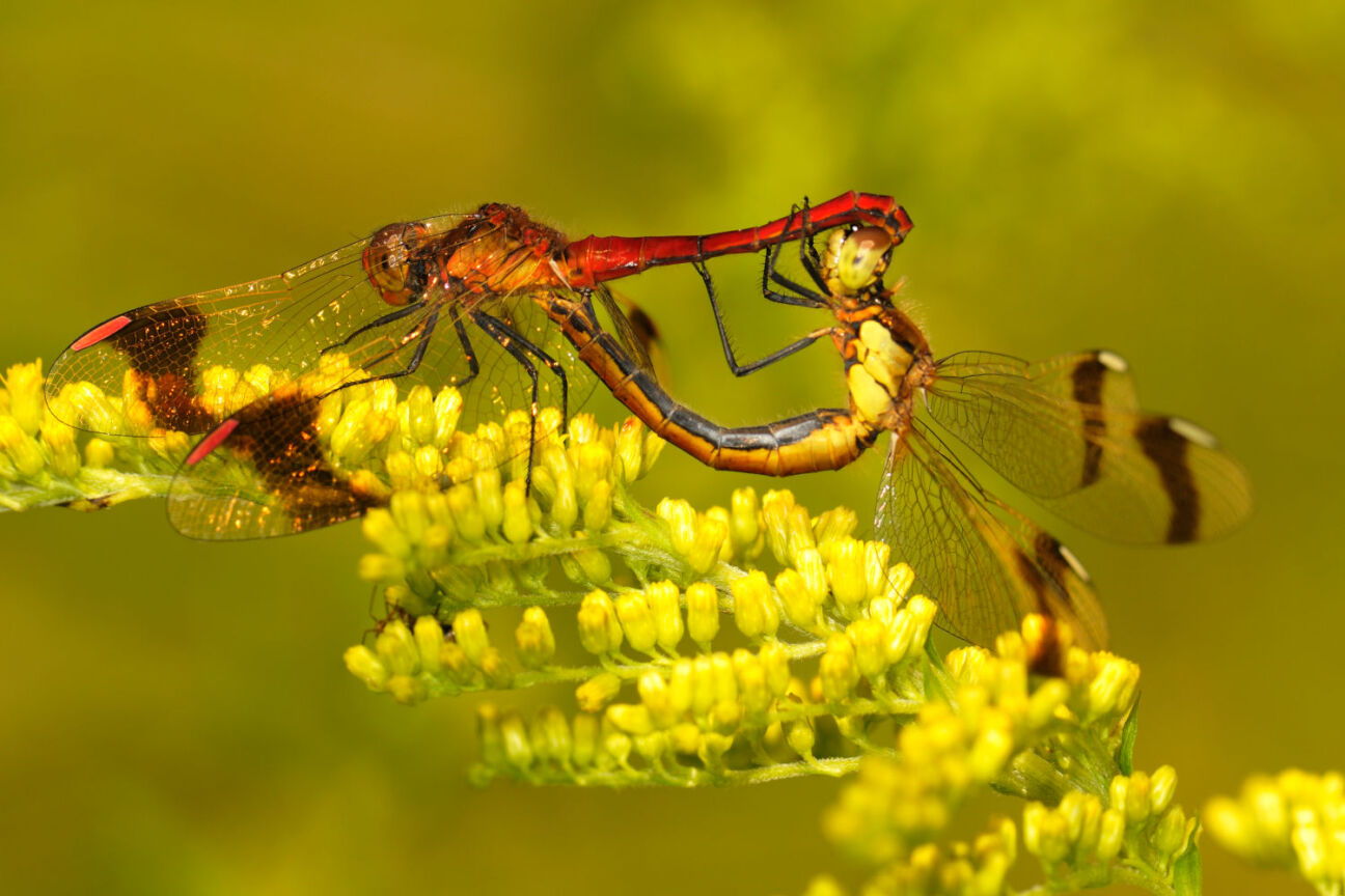Bild © Untere Naturschutzbehörde / Stadt Nürnberg waesserwiesen_wert, Bild © Untere Naturschutzbehörde / Stadt Nürnberg