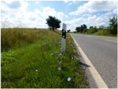 Am Straßenrand blüht blauviolette die Wegwarte © Britta Hafenecker Stadt Nürnberg Umweltamt