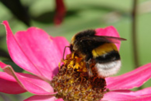 Im Burggarten stellen die bunten Blumen einen schönen Blickfang dar. © Sarah Grünfelder