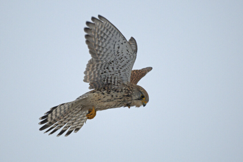 Bild © Bild: Rüdiger Kaminski/piclease Fliegender Turmfalke, Bild © Bild: Rüdiger Kaminski/piclease