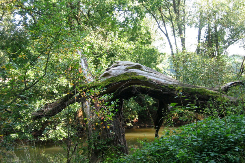 "Wilde" Natur im Pegnitztal, Bild © Umweltamt - Stadt Nürnberg