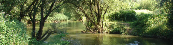 Flussaue im Rednitztal 