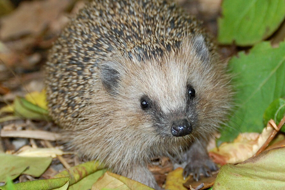 Igel