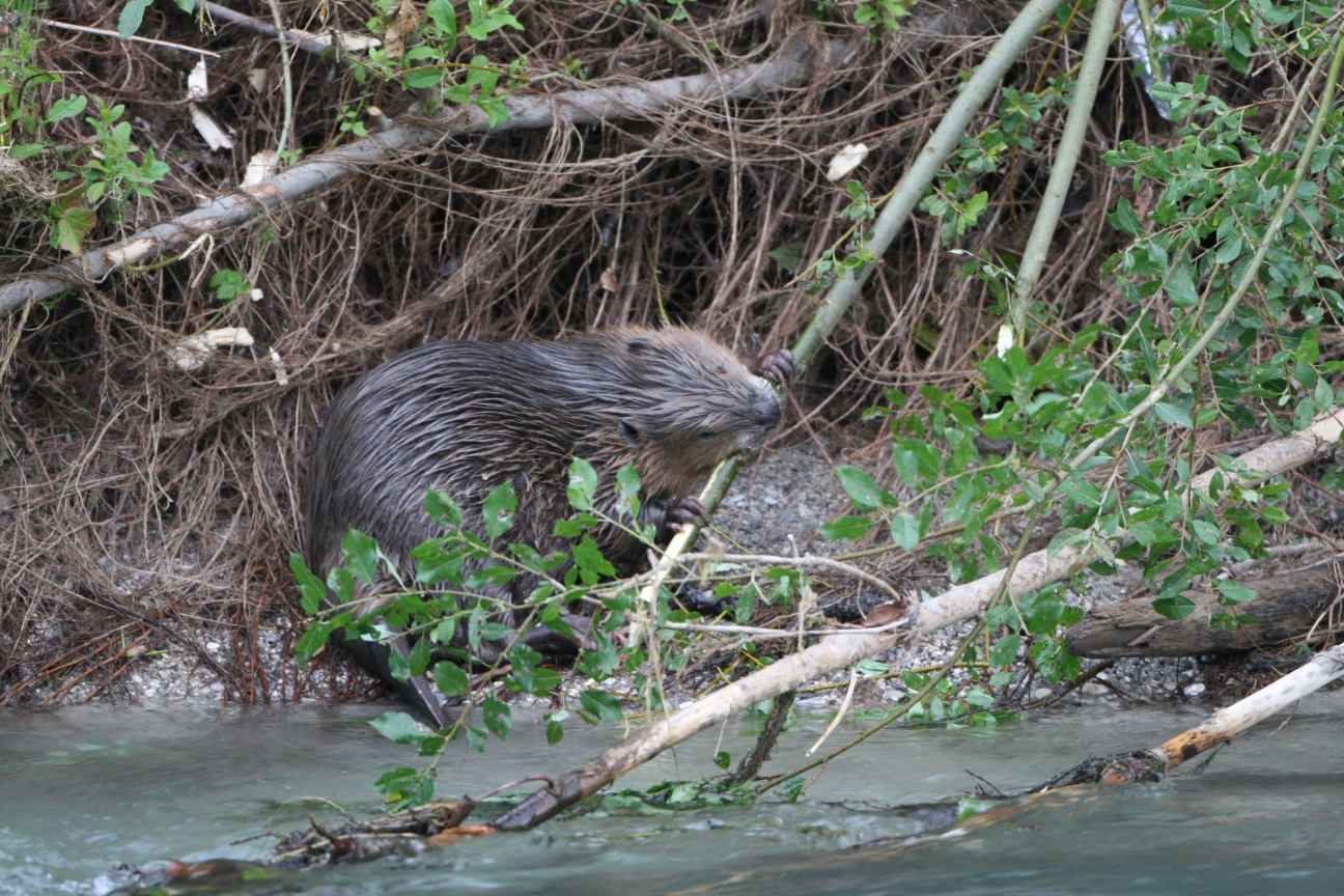 Biber am Gewässer