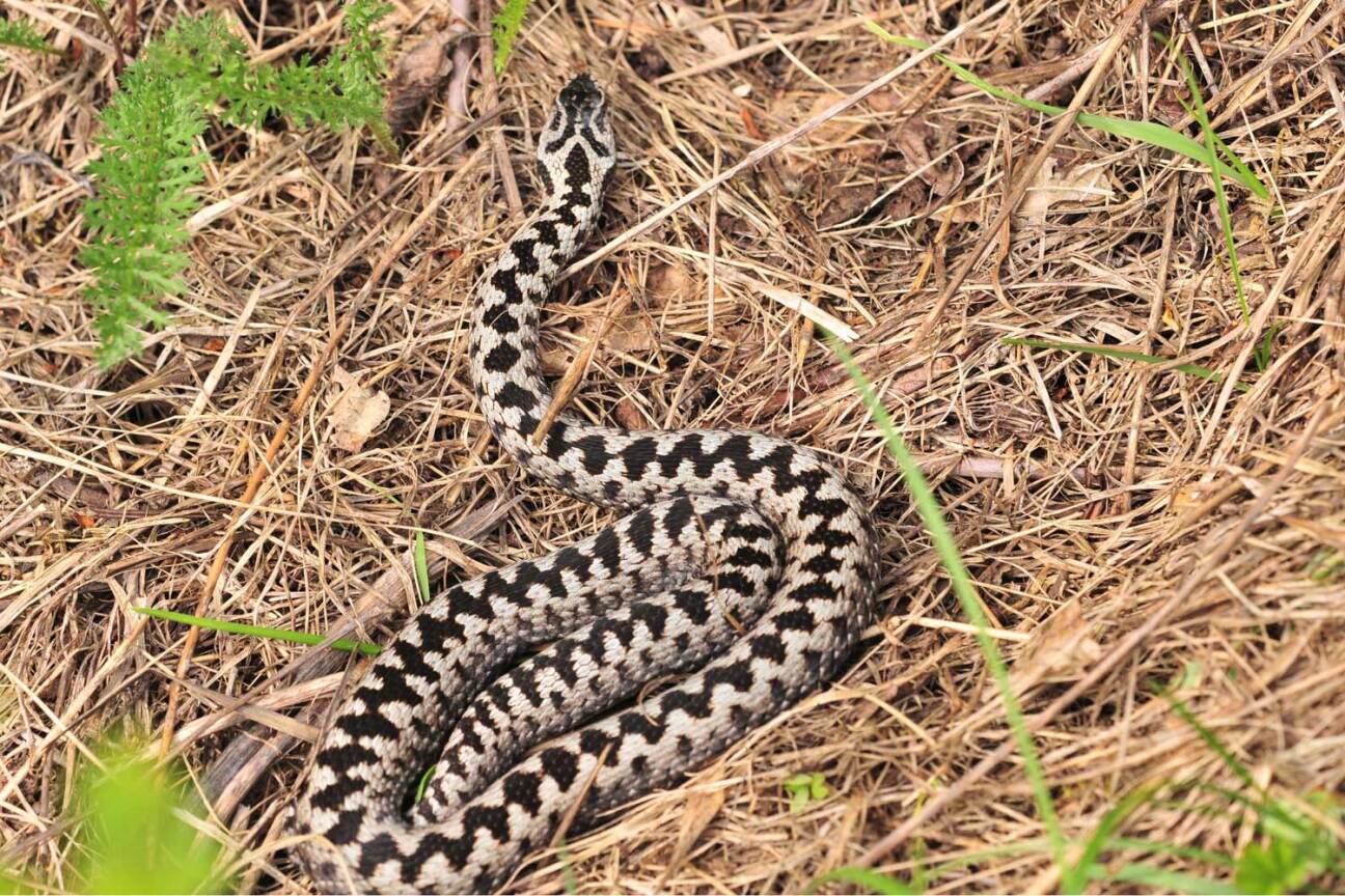 Kreuzotter mit typischer Zeichnung, Bild © Klaus Müller