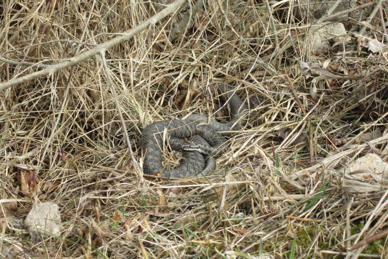 Kreuzotter, Bild © Klaus Müller