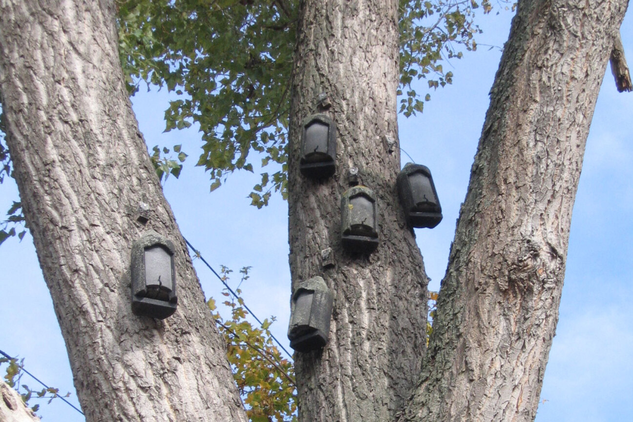 Blick auf einen Baum an dem Rundhöhlen angebracht sind., Bild © Sarah Grünfelder / Stadt Nürnberg / Umweltamt