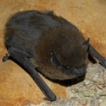Zwergfledermaus