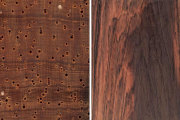 Detailausschnitt im Quer-/ Längsschnitt von Palisanderholz