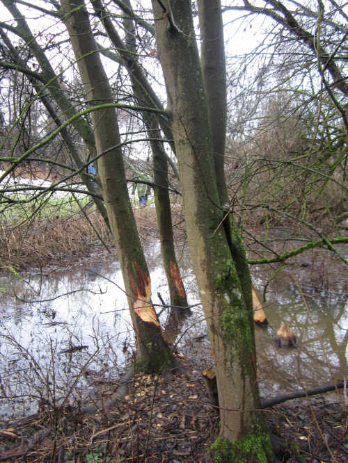 Biberspuren an Bäumen © Catrin Wagner