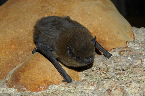 Zwergfledermaus