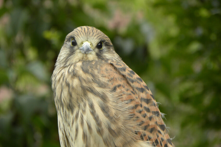 Bild © Udo Pankratius Der Turmfalke, Bild © Udo Pankratius