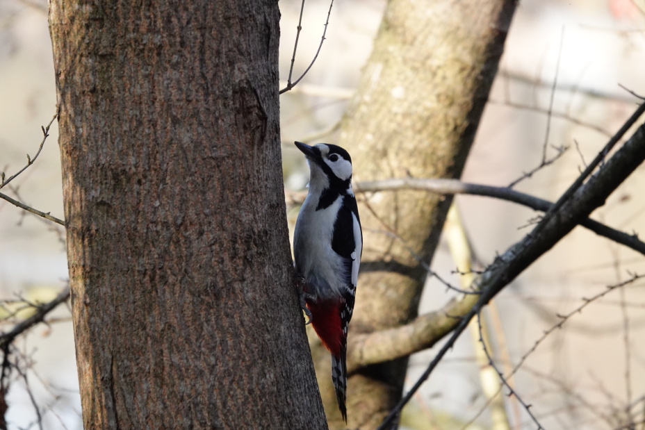 Flachweiher Nürnberg Buntspecht an Baum sitzend