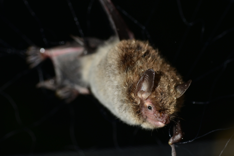 Myotis daubentonii