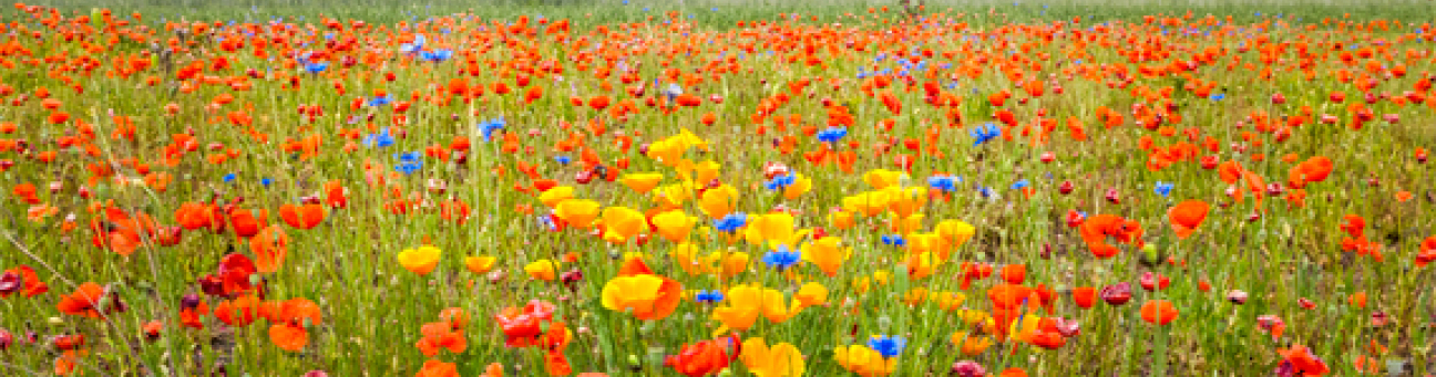 Bild © Chandra Moennsad / Stadt Nürnberg / Umweltamt Blick auf den Ochsengraben, Bild © Chandra Moennsad / Stadt Nürnberg / Umweltamt