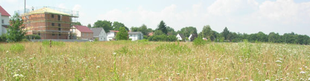 Sandgrasnelke, Bild © Petr Mlnarik