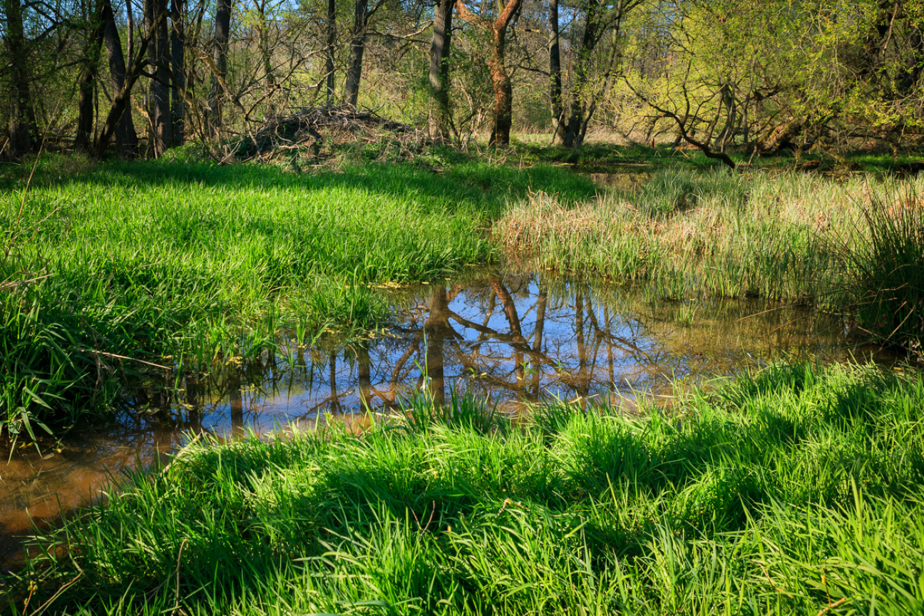 Auenbereich auf den Sooswiesen, Bild © Chandra Moennsad / Stadt Nürnberg/Umweltamt vernässter Auenbereich auf den Sooswiesen, Bild © Chandra Moennsad / Stadt Nürnberg/Umweltamt