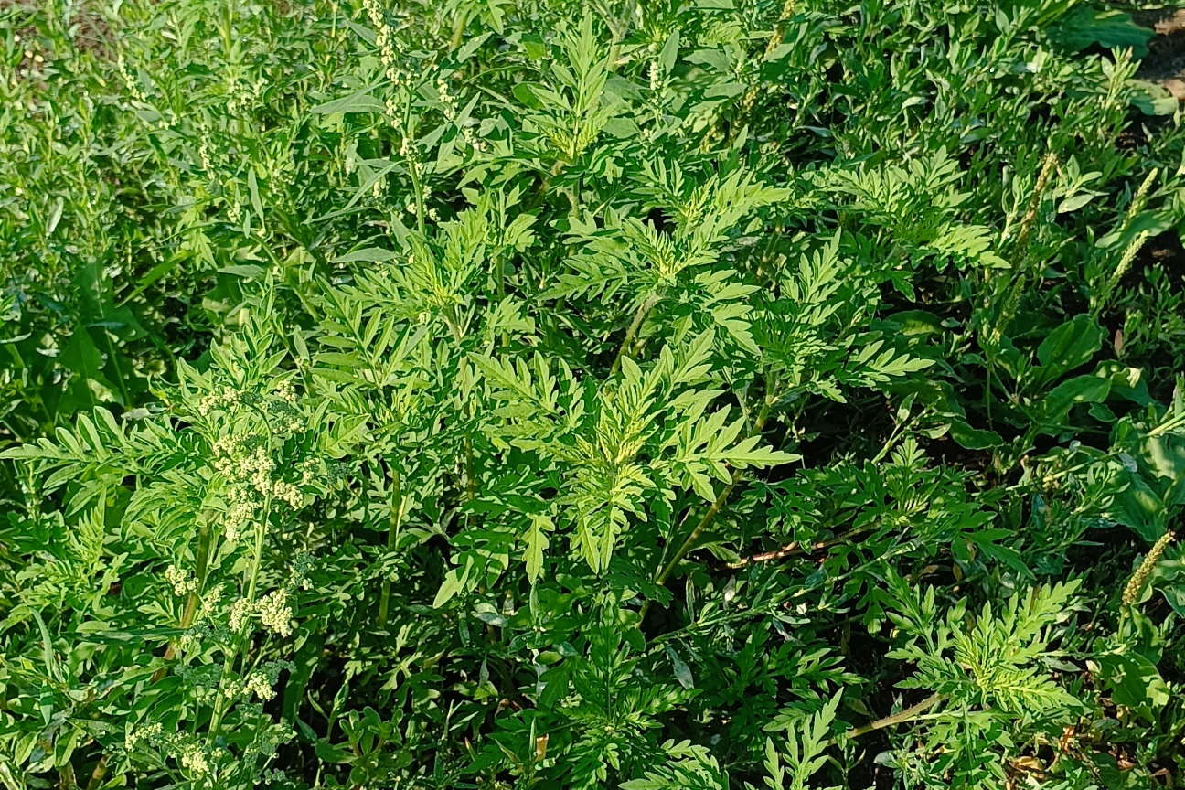 Ambrosia_Bildergalerie_1