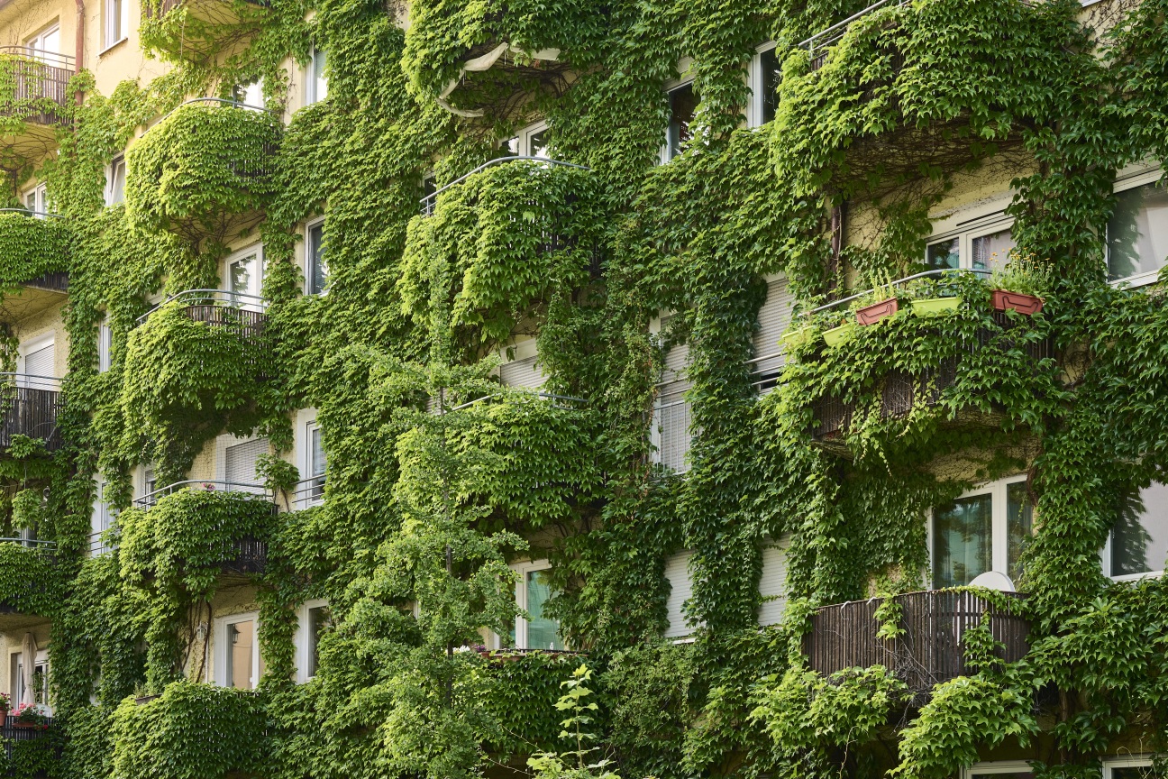 üppige Fassadenbegrünung
