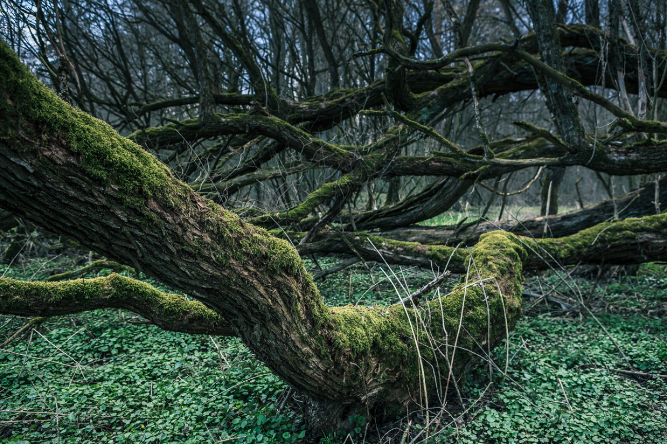 Baumstamm bei den Sooswiesen, Bild © Chandra Moennsad / Stadt Nürnberg/Umweltamt Mit Moos bewachsener Baumstamm, Bild © Chandra Moennsad / Stadt Nürnberg/Umweltamt