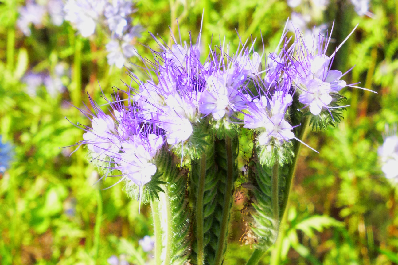 Bild © Hiltrud Gödelmann Insektenreich Marienbergpark Juni 2016, Bild © Hiltrud Gödelmann