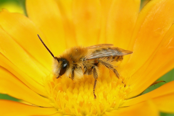 Wildbiene auf gelber Blume
