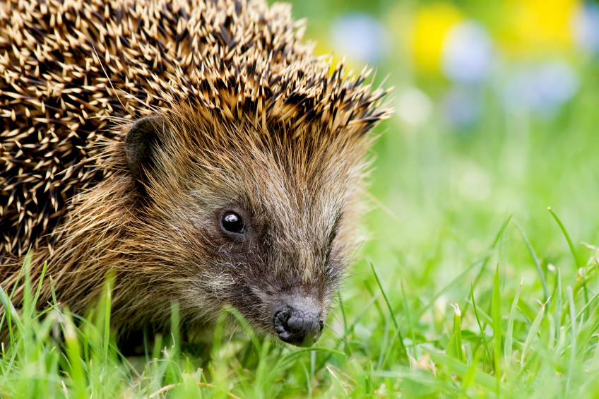 Abenteuer StadtNatur - Igel, Bild © Andreas Giessler