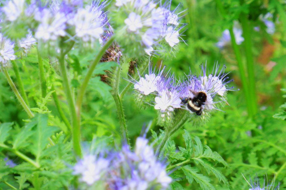 Insektenreich Marienbergpark Juni 2016
