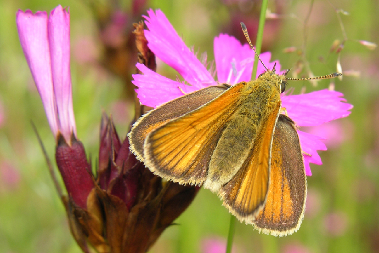 Kornburg Dickkopffalter, Bild © Bund Naturschutz Kreisgruppe Nürnberg