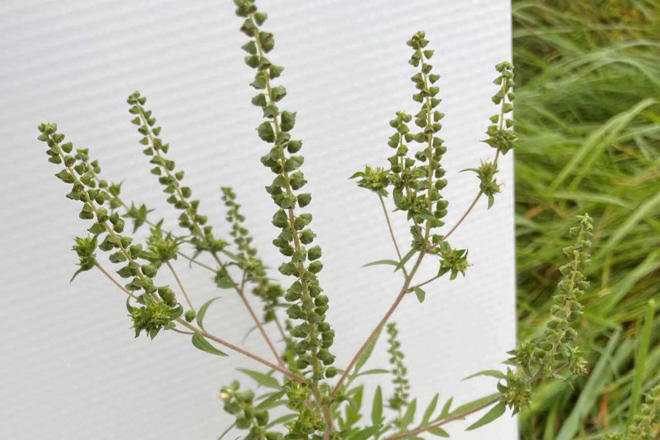 Blüte der Ambrosia, Bild © Jobst-Bernd Krebs / Stadt Nürnberg Ambrosia Blüte, Bild © Jobst-Bernd Krebs / Stadt Nürnberg