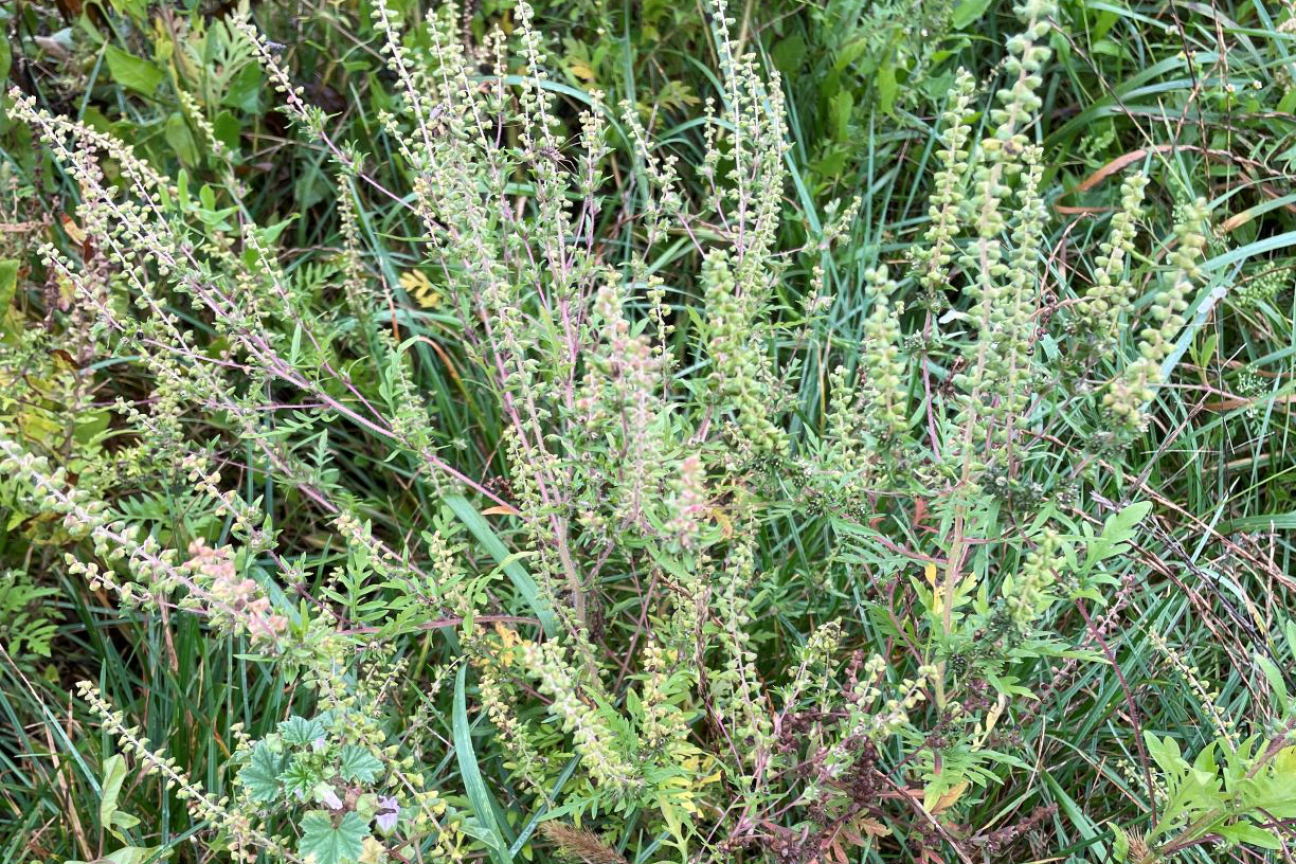 Ambrosia Pflanze, Bild © Jobst-Bernd Krebs / Stadt Nürnberg Ambrosia Pflanze auf einer Wiese, Bild © Jobst-Bernd Krebs / Stadt Nürnberg