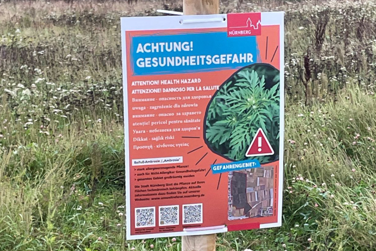 Warnschild Ambrosia, Bild © Jobst-Bernd Krebs / Stadt Nürnberg Warnschild in Boxdorf, Gesundheitsgefährdung durch Ambrosia, Bild © Jobst-Bernd Krebs / Stadt Nürnberg