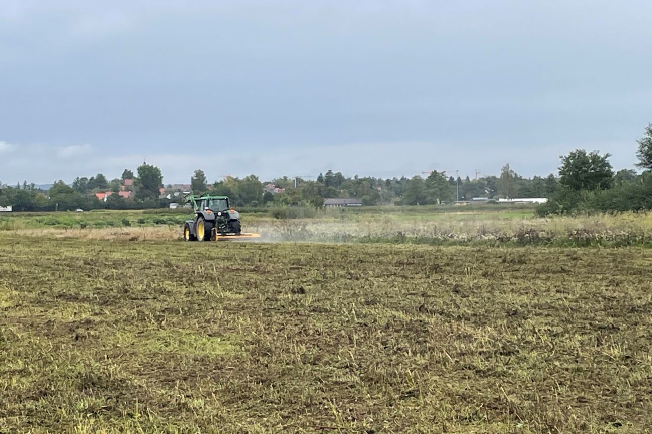 Ambrosia Bekämpfung, Bild © Jobst-Bernd Krebs / Stadt Nürnberg Ambrosia Bekämpfung auf stadteigenen Flächen, Bild © Jobst-Bernd Krebs / Stadt Nürnberg