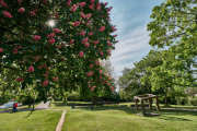 Kastanienbaum im Westpark