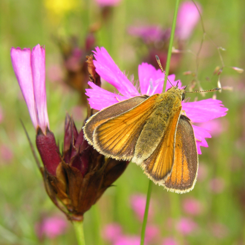 © Bund Naturschutz Kreisgruppe Nürnberg Kornburg Dickkopffalter © Bund Naturschutz Kreisgruppe Nürnberg