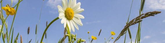 Margariten auf Wiese